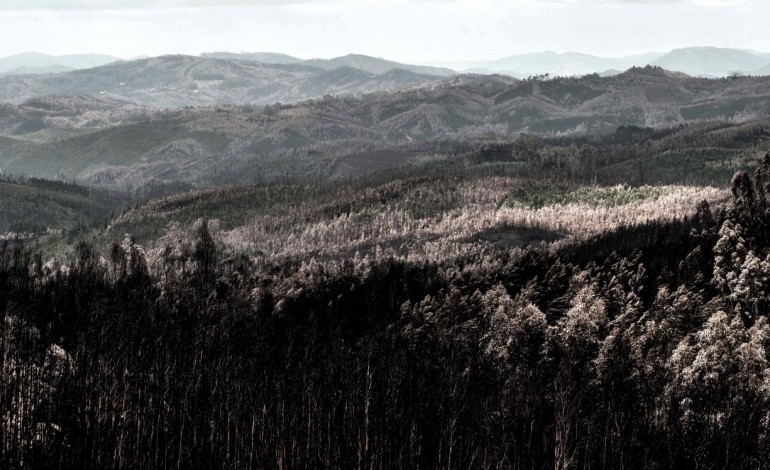 fiquei-sem-eucaliptos-e-sem-dinheiro-e-as-causas-do-incendio-nao-sei-o-que-foi-6743