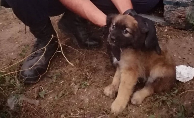 militar-da-gnr-adopta-cao-abandonado-10693