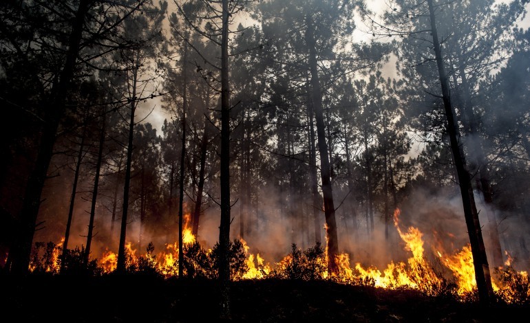 autora-da-reportagem-a-mafia-do-pinhal-sobre-o-incendio-de-2017-na-mata-nacional-de-leiria-acusada-por-difamacao