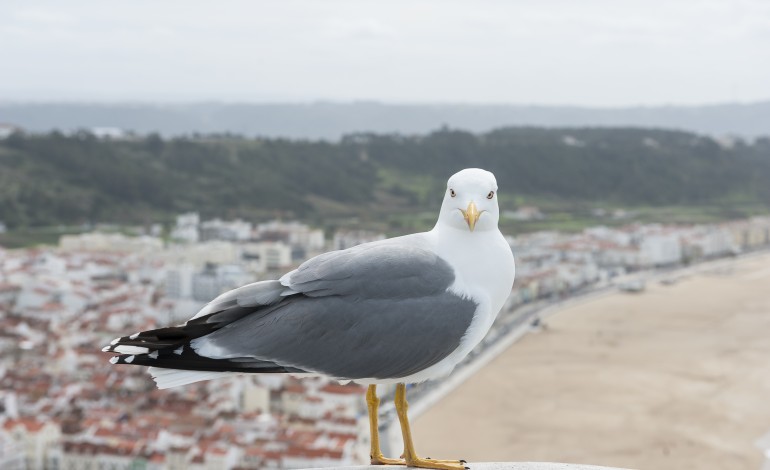 bandos-de-gaivotas-invadem-pederneira-e-causam-estragos