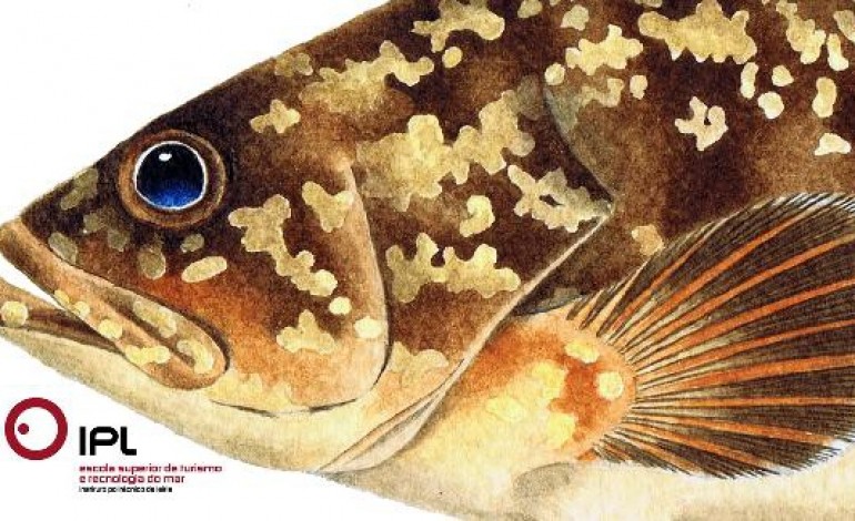 manual-ilustrado-dedicado-aos-peixes-das-berlengas-apresentado-hoje-na-estm-2203