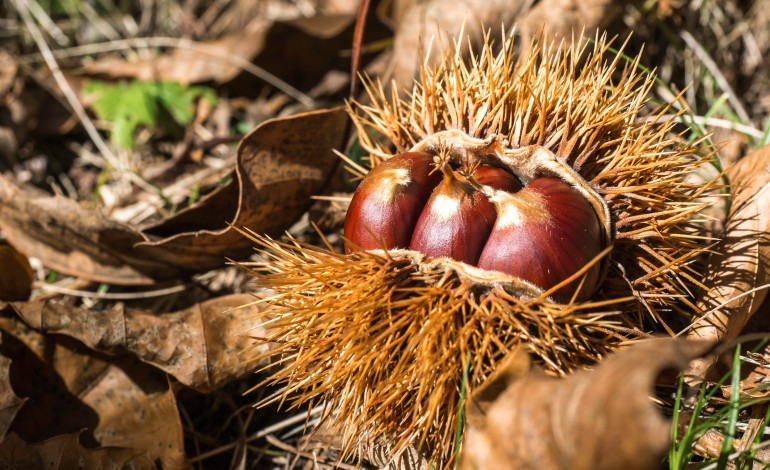 plantacao-de-especies-autoctones-ajuda-a-criar-parque-nos-marrazes