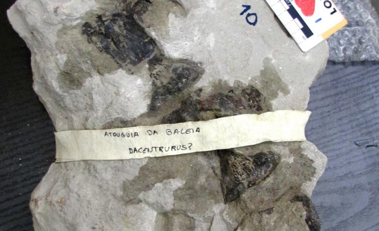 Miragaia longicollum é do Jurássico Superior