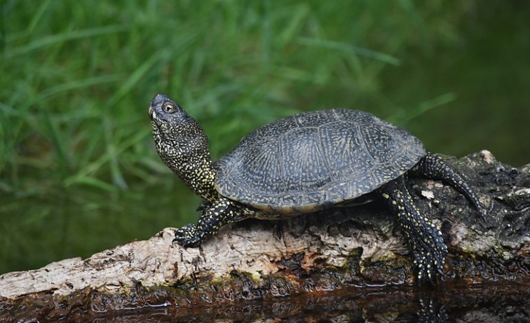 accao-de-controlo-de-especies-infestantes-no-paul-da-tornada