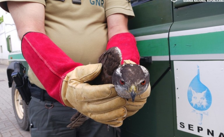 aguia-ferida-resgatada-pela-gnr-em-pedrogao-grande