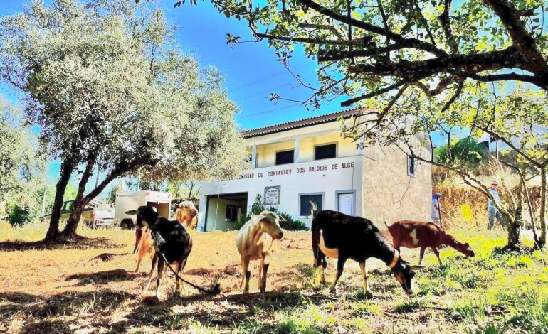 cabras-vao-ajudar-a-prevenir-fogos-em-aldeias-de-figueiro-dos-vinhos