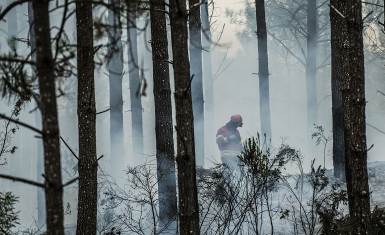 governo-prefere-esperar-mais-uma-primavera-pela-regeneracao-natural-do-pinhal-de-leiria