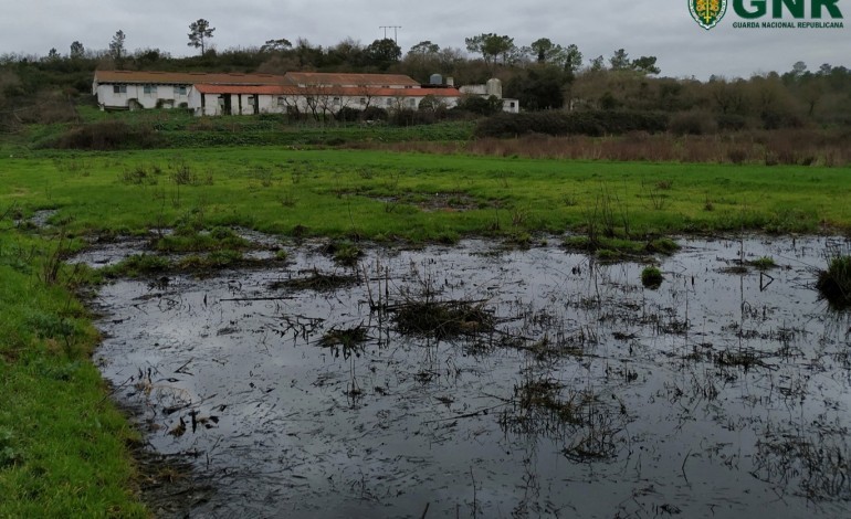 denuncias-a-gnr-de-leiria-sobre-descargas-de-efluentes-pecuarios-quase-triplicaram-em-2021