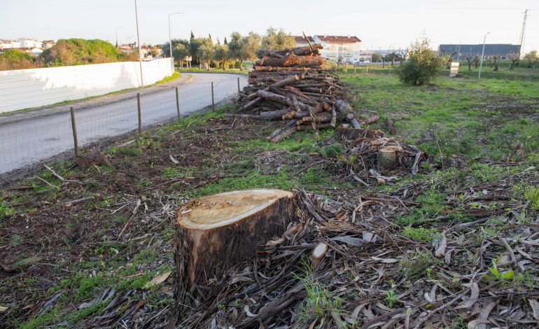 infraestruturas-de-portugal-corta-dezenas-de-arvores-em-leiria