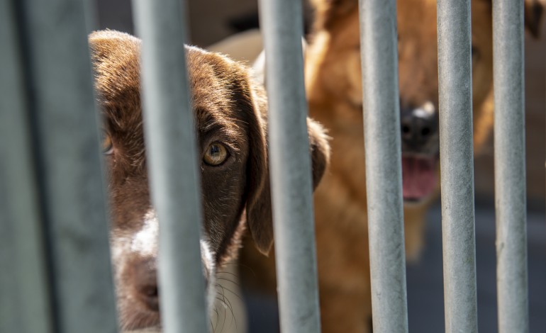 numero-de-animais-adoptados-e-recolhidos-nas-ruas-diminuem-em-2024