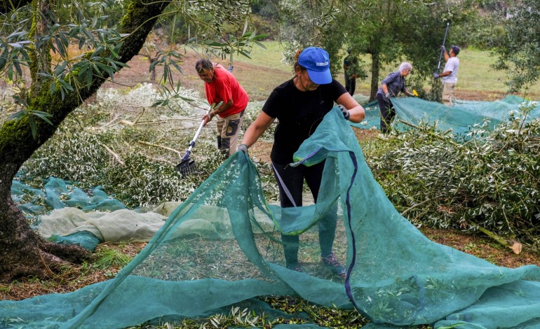 as-oliveiras-nao-dao-apenas-azeitona-oferecem-sabor-emocao-e-experiencias
