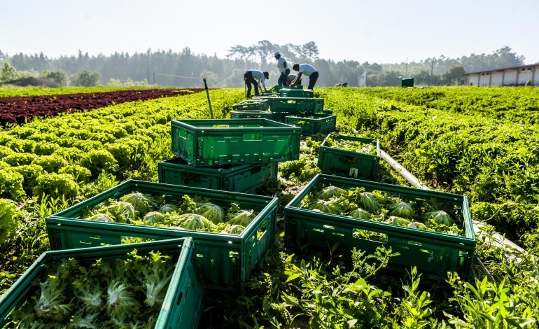 agricultores-do-lourical-reclamam-apoios-urgentes-ao-governo