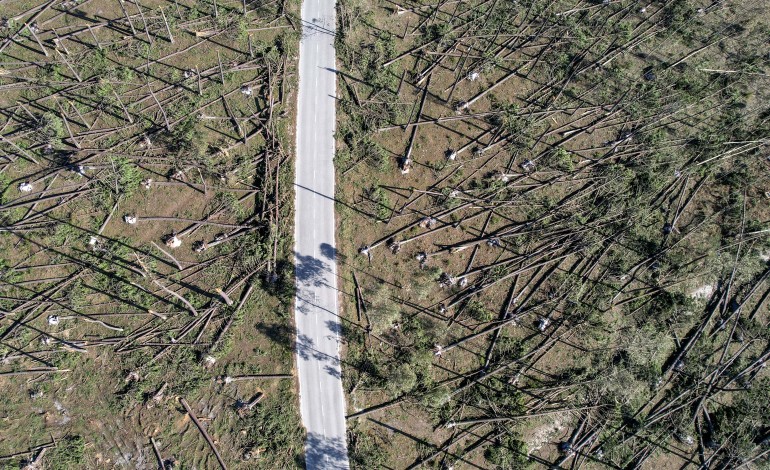 O que restava do Pinhal de Leiria, à semelhança das restantes plantações de eucaliptos na região foram derrubadas