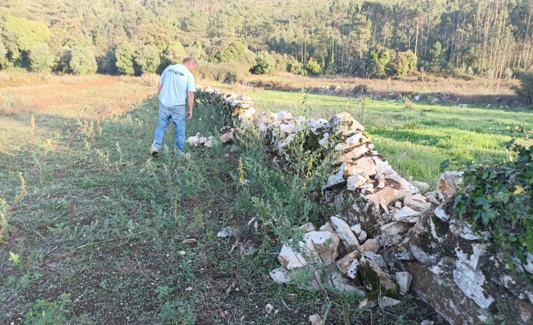 javalis-destroem-muros-de-pedra-seca-em-porto-de-mos