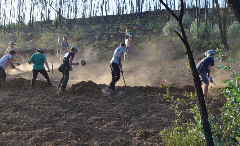 Terreno tem vindo a ser preparado com a remoção de eucaliptos, limpeza da floresta danificada e a criação de sistemas de gestão de água