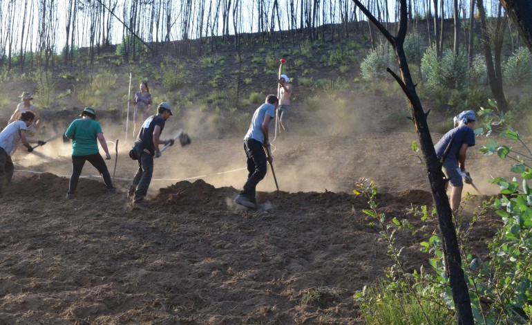 Terreno tem vindo a ser preparado com a remoção de eucaliptos, limpeza da floresta danificada e a criação de sistemas de gestão de água