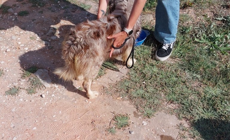 Animal saiu da situação sem ferimentos