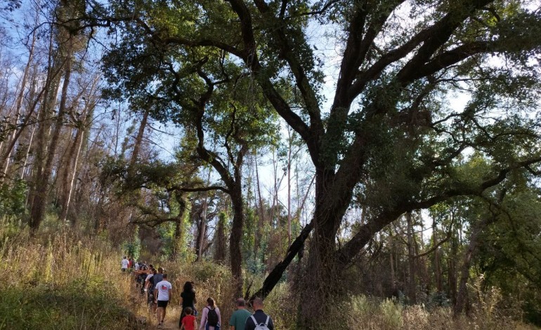 Caminhada passou por exemplares de sobreiros e de carvalhos de grande porte que o ICNF não conseguiu ver no seu relatório