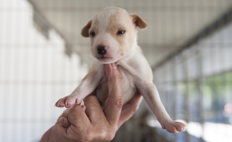 cerca-de-80-animais-de-companhia-aguardam-por-adopcao-no-canil-municipal-de-leiria