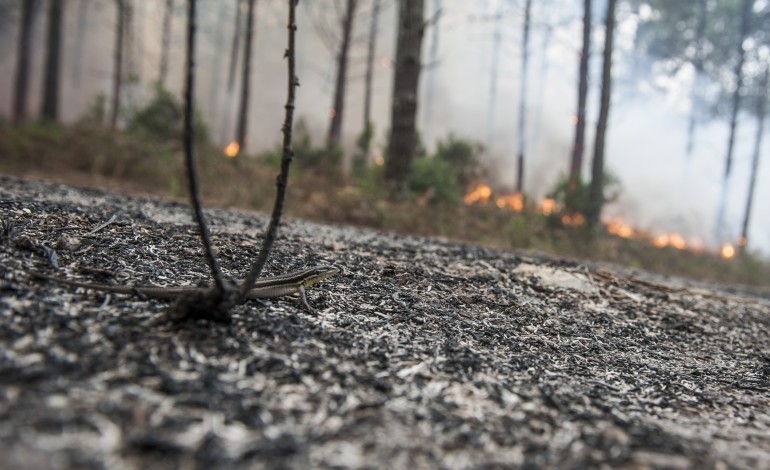 regiao-recebeu-11-me-para-a-floresta-mas-so-14percent-chegou-aos-particulares