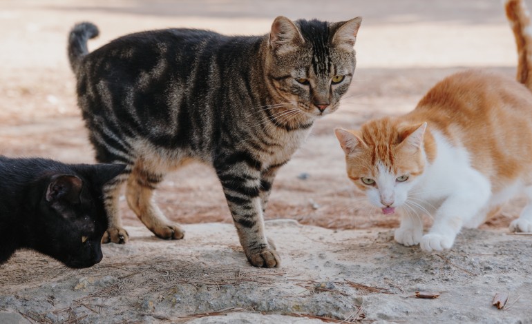 entidades-retiram-15-gatos-de-apartamento-em-leiria