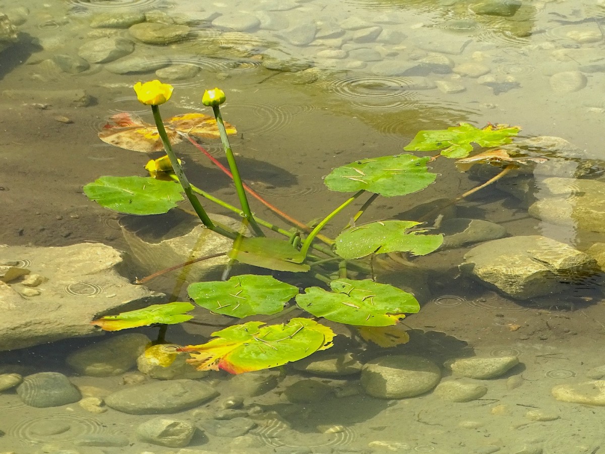 Nuphar lutea subsp. luteum