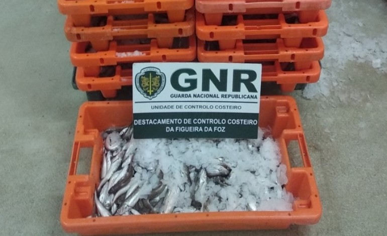 gnr-deita-a-mao-a-355-quilos-de-pescada-abaixo-do-tamanho-legal
