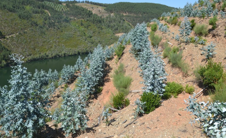 icnf-manda-arrancar-eucaliptos-plantados-no-lugar-de-medronheiros