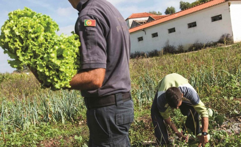 prisao-abre-loja-para-vender-hortas-cultivadas-pelos-reclusos-6692