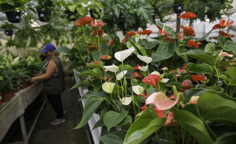 sector-das-plantas-e-flores-naturais-com-prejuizos-de-180-milhoes-de-euros