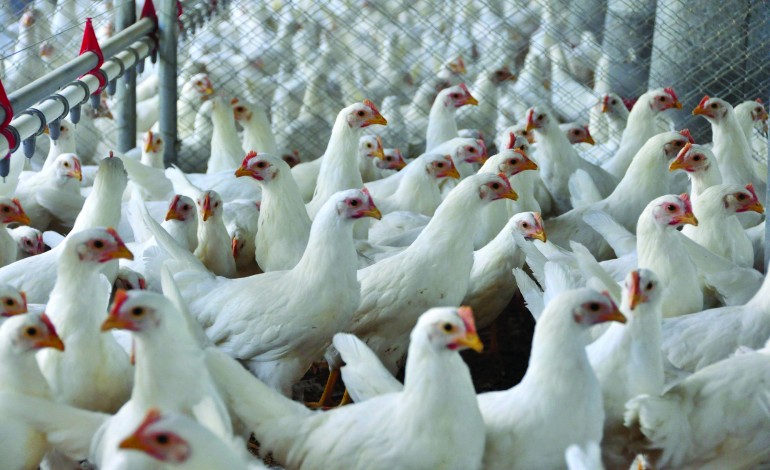 redondos-aldeia-de-pombal-com-500-anos-diz-se-moribunda-devido-a-maus-cheiros