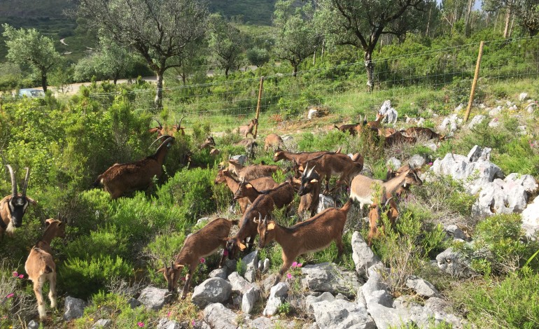 serro-ventoso-aposta-nas-cabras-para-combater-incendios-4694