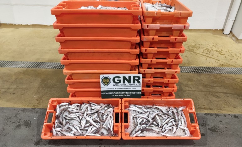 gnr-apreende-375-quilos-de-pescada-sub-dimensionada-na-nazare