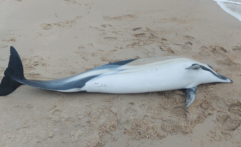 feridos-em-redes-de-pesca-golfinhos-estao-a-morrer-nas-nossas-praias