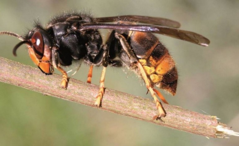 quase-300-ninhos-de-vespa-asiatica-identificados-na-regiao-9686