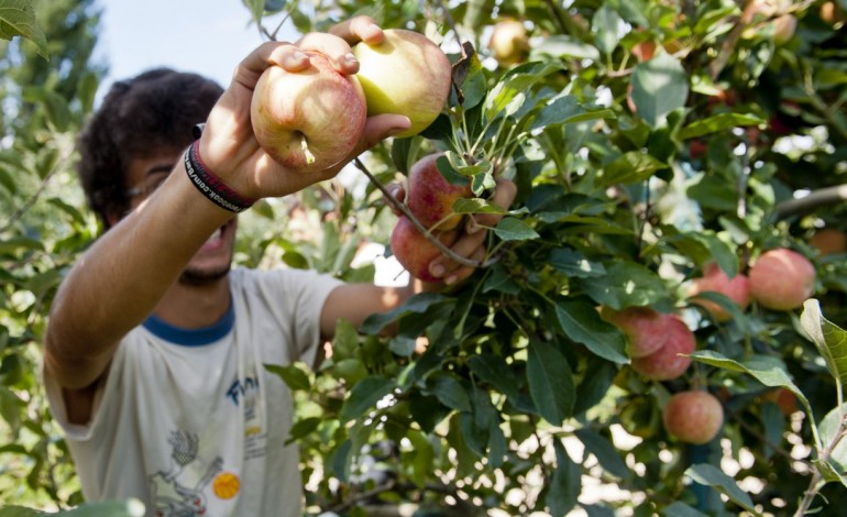 maca-de-alcobaca-sustenta-inovacao-e-novos-negocios-10044