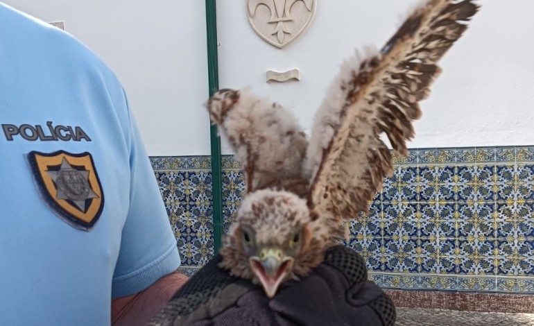 cria-de-falcao-peneireiro-vulgar-resgatada-no-castelo-de-leiria