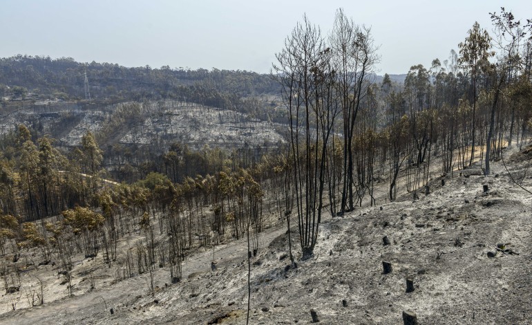 incendio-no-concelho-de-leiria-teve-origem-num-monte-de-lixo