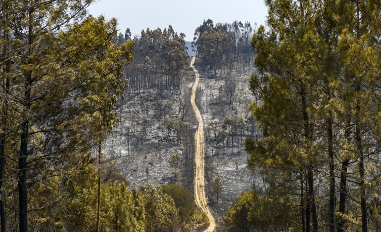 incendios-afectaram-120-proprietarios-agricolas-em-pombal