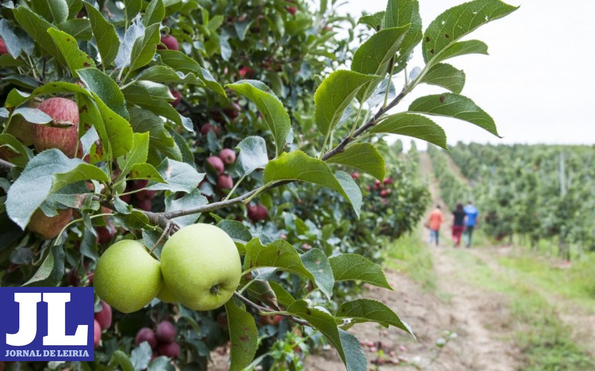 Jornal de Leiria - Maçã de Alcobaça recupera e Pêra Rocha do Oeste teme ...