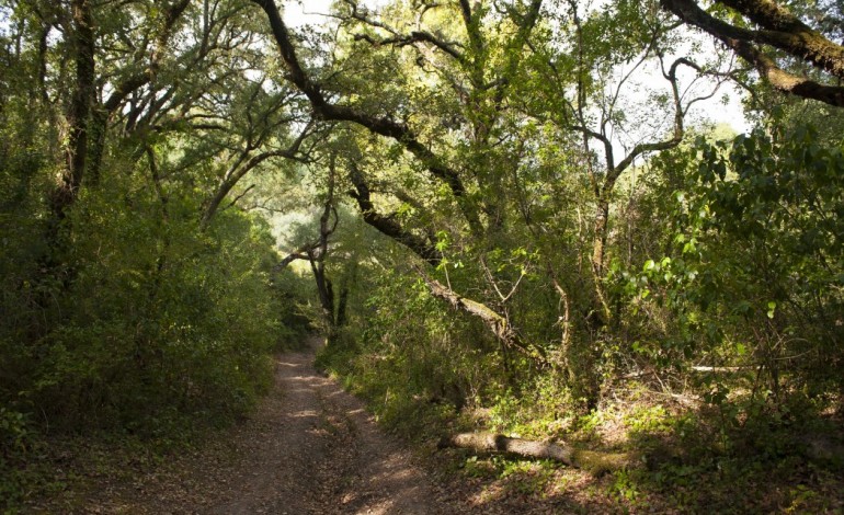 curvachia-uma-mata-de-220-hectares-as-portas-da-cidade-de-leiria-5568