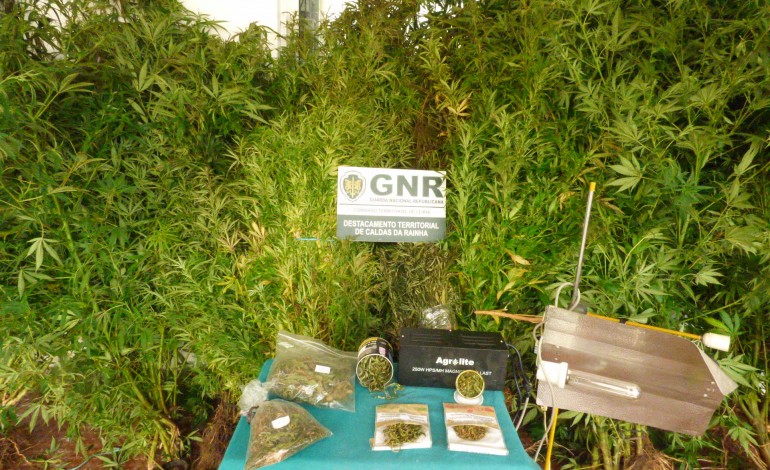gnr-apreende-200-plantas-de-cannabis-nas-caldas-da-rainha