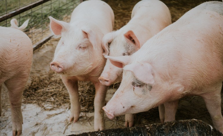 agro-pecuaria-condenada-a-280-mil-euros-por-descargas-poluentes