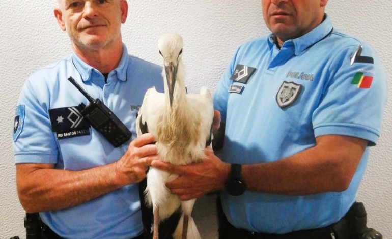 psp-salva-cegonha-ferida-em-leiria