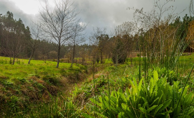 Algumas das espécies de flora existentes na Charneca representam as maiores populações conhecidas mundialmente