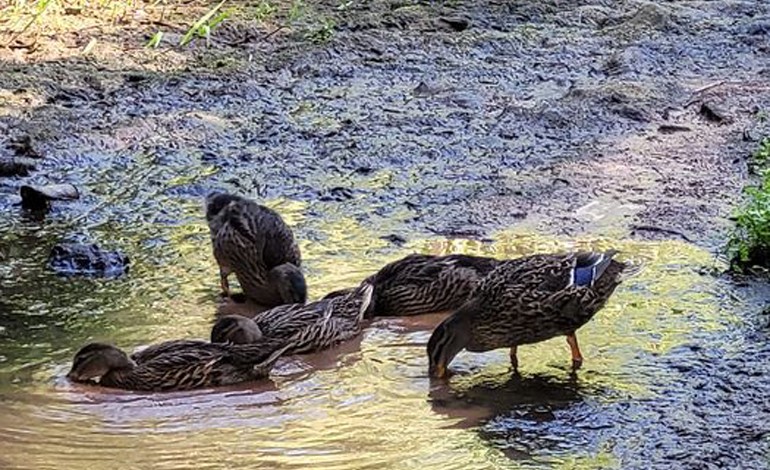 ja-foram-devolvidos-os-tres-patos-levados-pela-populacao-em-a-dos-francos