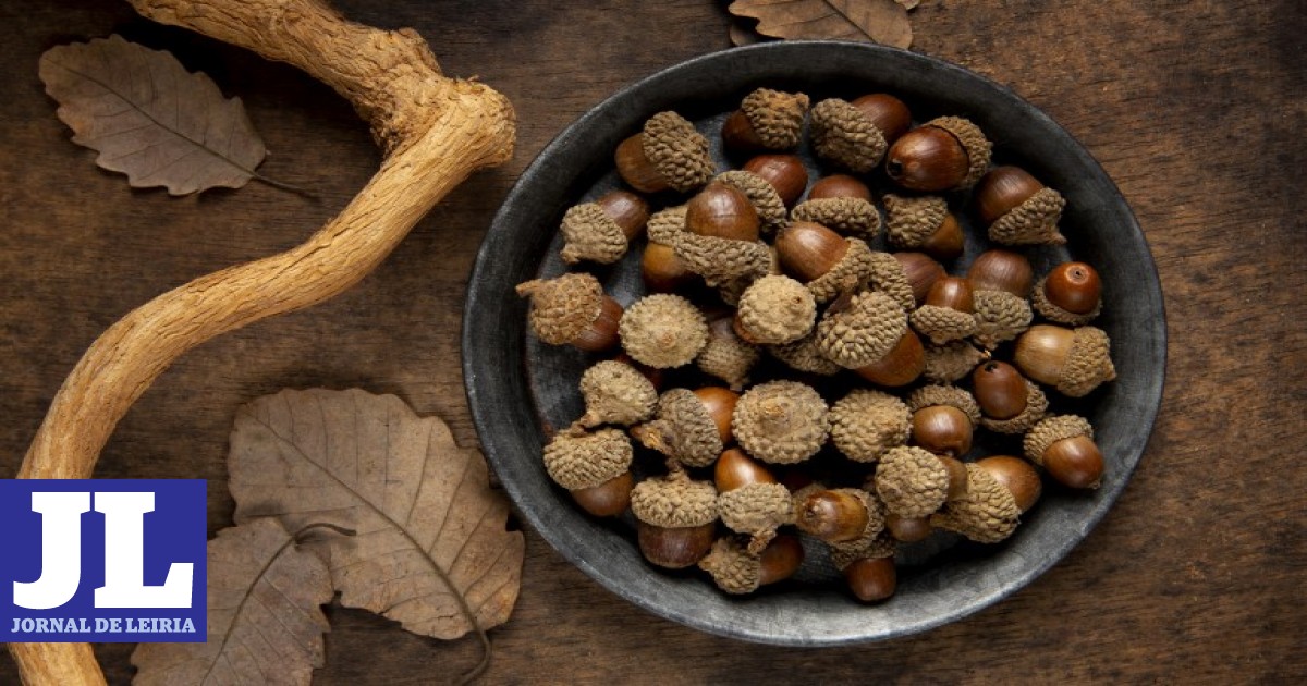 Jornal de Leiria V Conferência Ibérica Sobre a Bolota realizase em