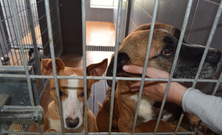 canil-de-alcobaca-diminui-adopcoes-de-animais