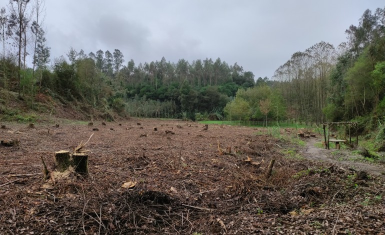 noticiapombal-apoios-proprietarios-florestais-kristin-oigp