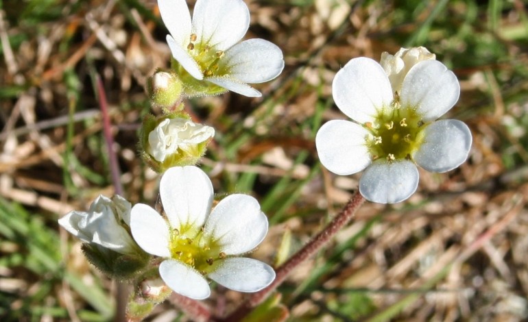 Saxifraga cintrana